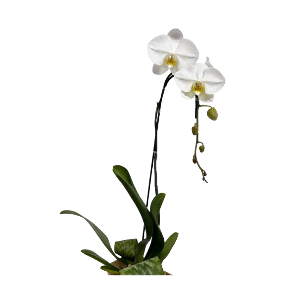 Whisper White Orchid — product photo